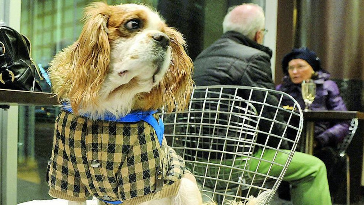 Sauna, massaggi e relax È una dolce vita da cani