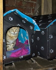 La colonia felina nel palazzo sforzesco di Milano 20