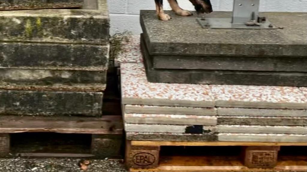 "Alla ricerca di sangue e altre sostanze". Quei cani sul luogo del delitto