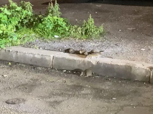 Roma infestata dai topi: ecco cosa succede a Montesacro