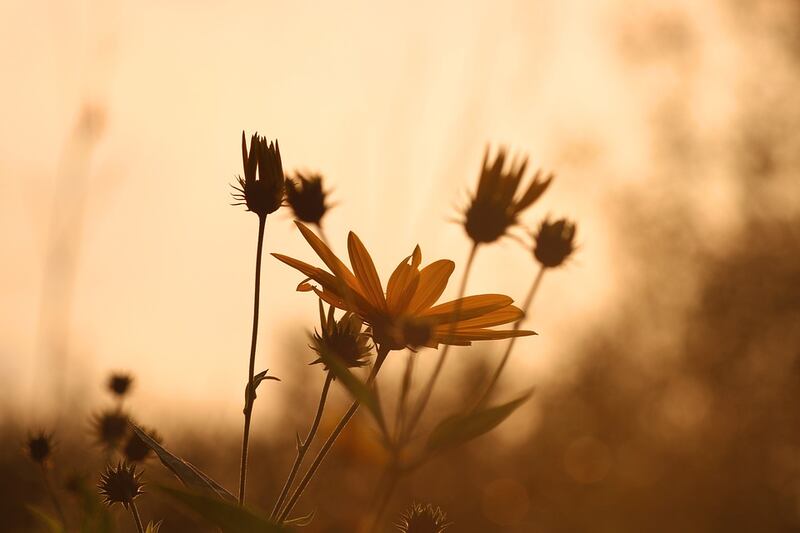 fiore del topinambur