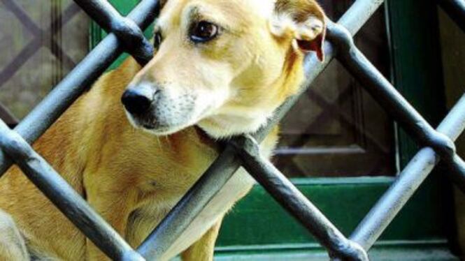 FdI: "Stop al consumo di carne di cane e gatto per scopi alimentari"