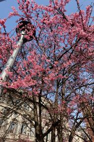 A Milano è primavera in anticipo  12