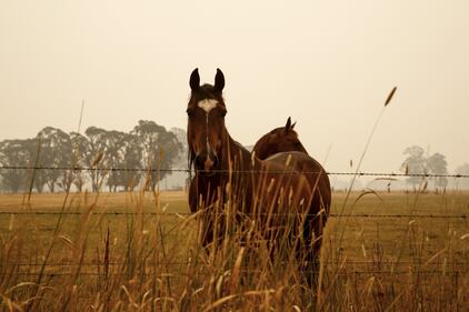 Incendi in Australia, le immagini della devastazione 3