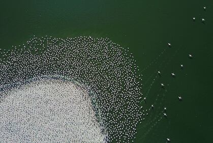 La magia dei fenicotteri rosa in Kenya 3