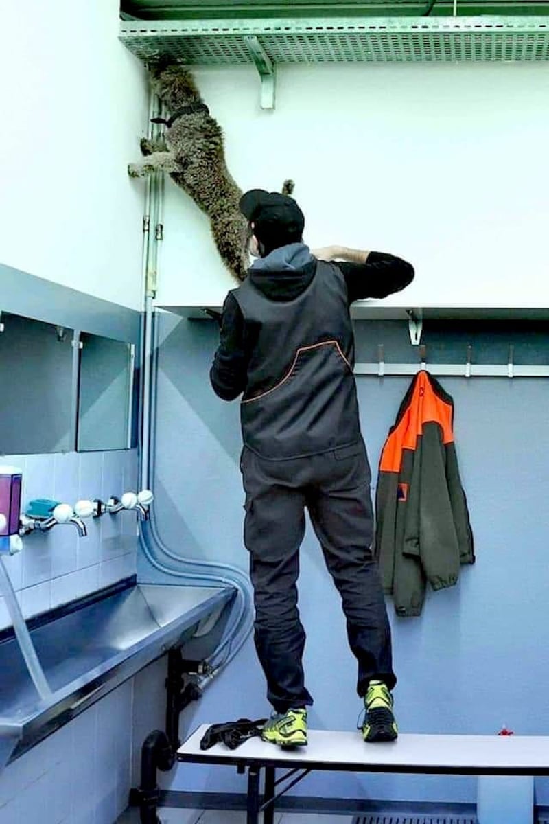 Un cane detective con l'addestramento (Photo Credit Detection Dogs Ticino)