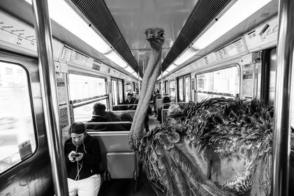 La metrò parigina diventa savana 5