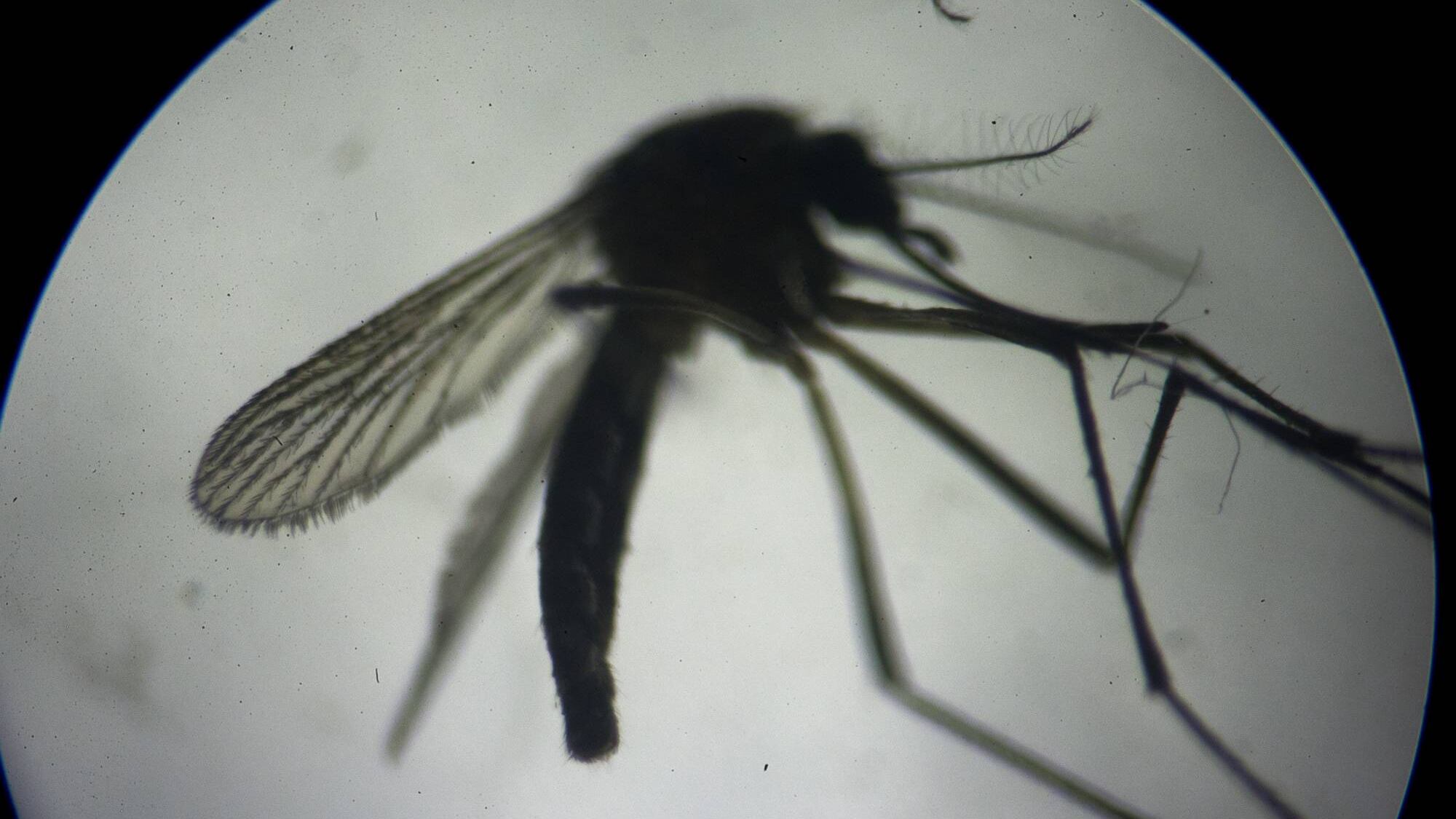 Malaria a Trento, scatta l'indagine per omicidio colposo