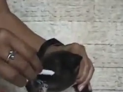 Spegne sigaretta sul muso di un cucciolo. Video choc sul web