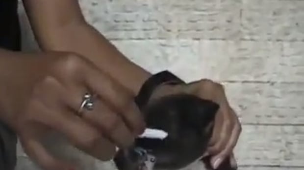 Spegne sigaretta sul muso di un cucciolo. Video choc sul web
