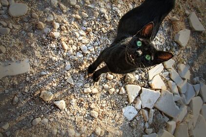 Gatto nero, foto 34