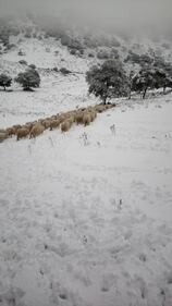 Freddo e neve, in Sardegna si stringe la morsa del gelo 6