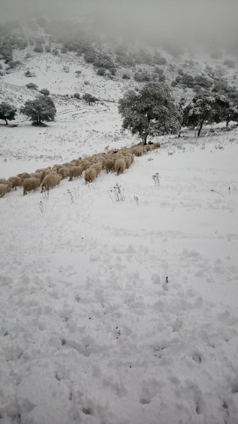 Freddo e neve, in Sardegna si stringe la morsa del gelo 6