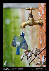 Le più belle foto di animali e natura 4