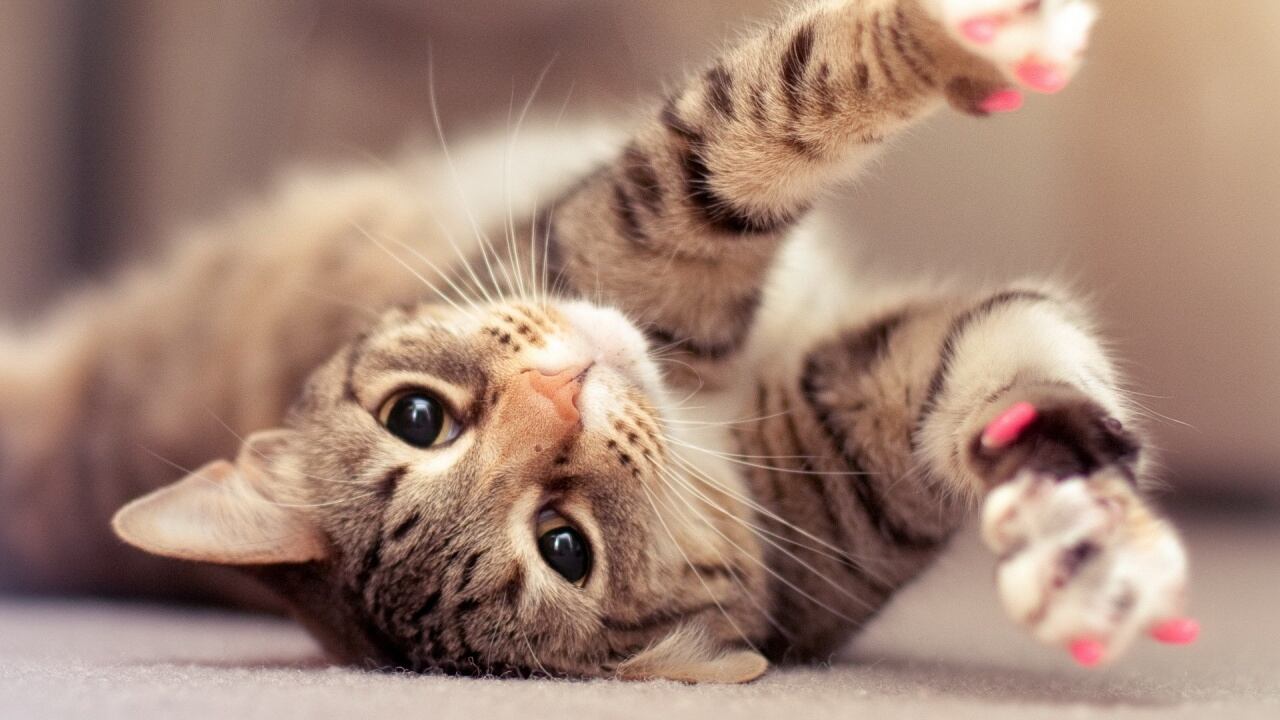 Telefonata al 911: "Aiuto, il gatto ci ha sequestrati"