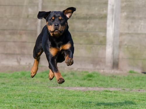 Halloween, bimba bussa alla porta ma viene azzannata da un rottweiler
