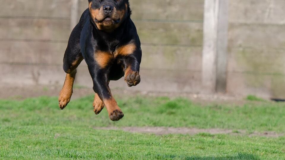 Sassari, cane morde bimbo in passeggino: il padrone lo uccide