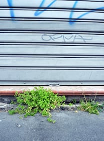A Milano, la natura riprende i suoi spazi in città 5