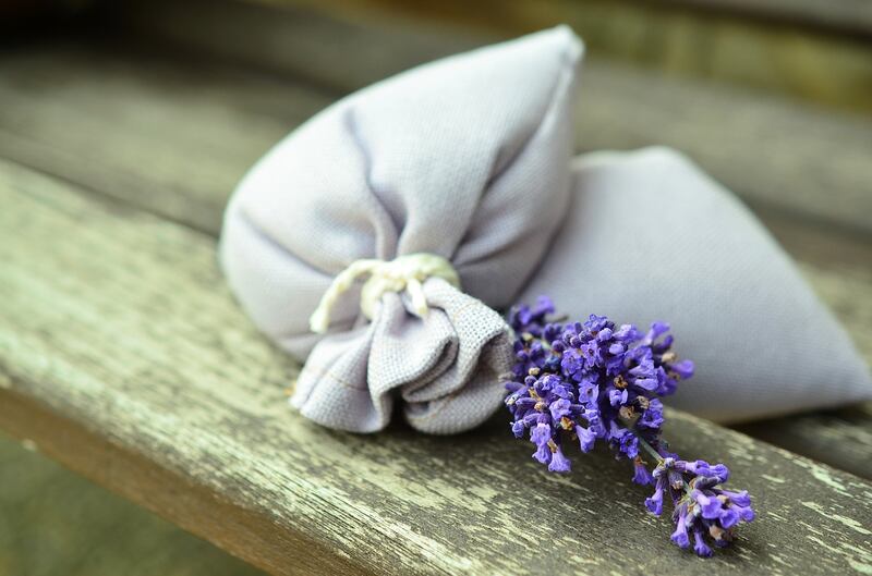 Fiori di lavanda