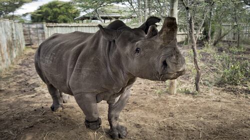 Kenya, i rinoceronti bianchi destinati all'estinzione 6