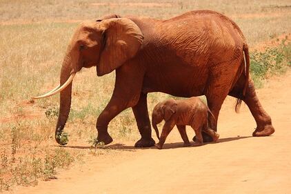 Elefante si fa un selfie 8