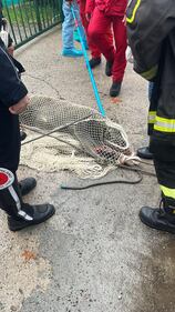 Un altro cinghiale avvistato a Milano: le immagini della cattura 1
