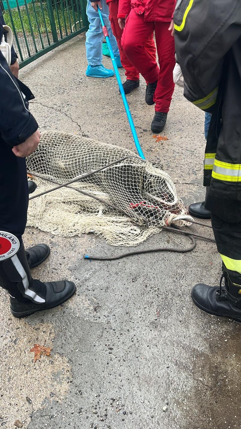 Un altro cinghiale avvistato a Milano: le immagini della cattura 1