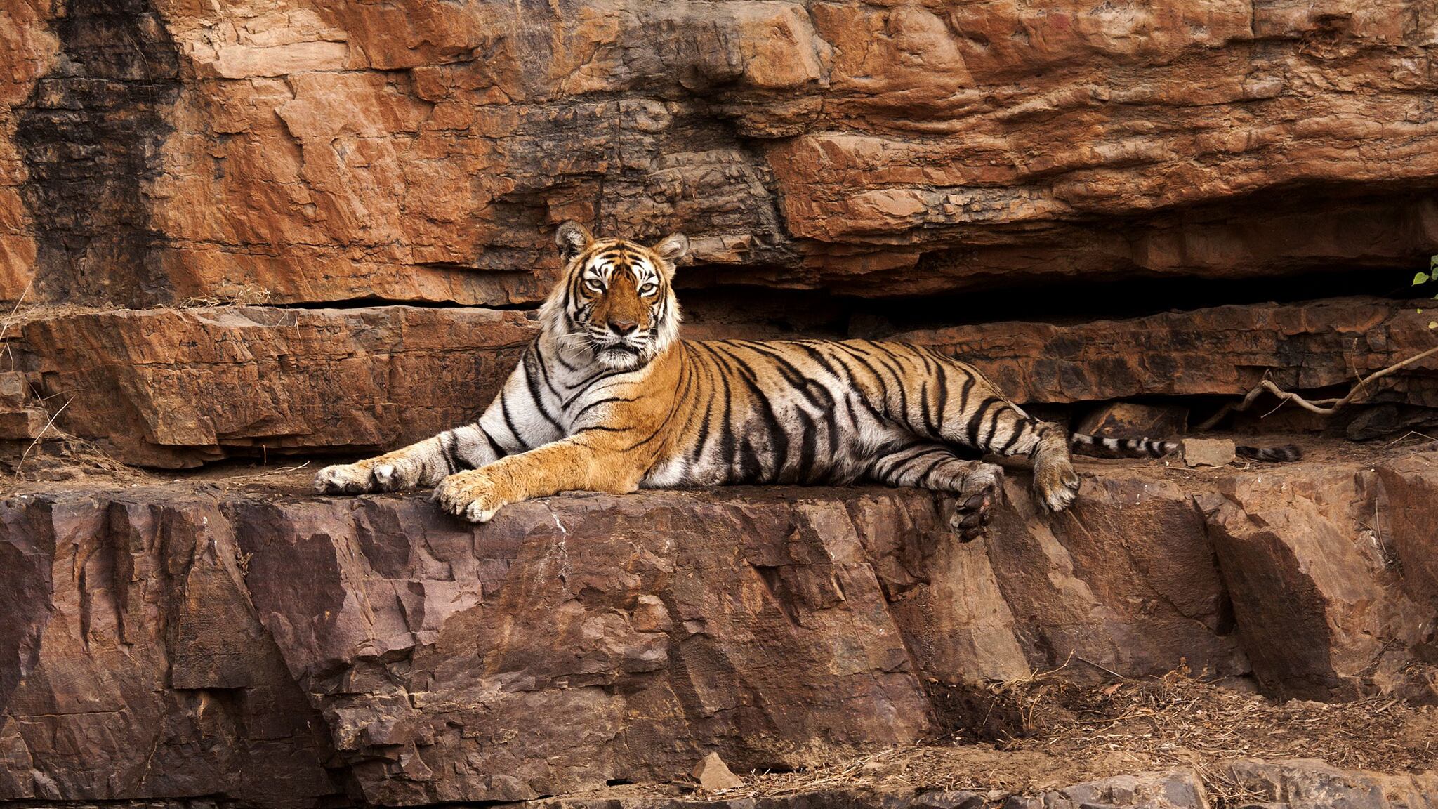 È morta Machli, la tigre in libertà più vecchia al mondo