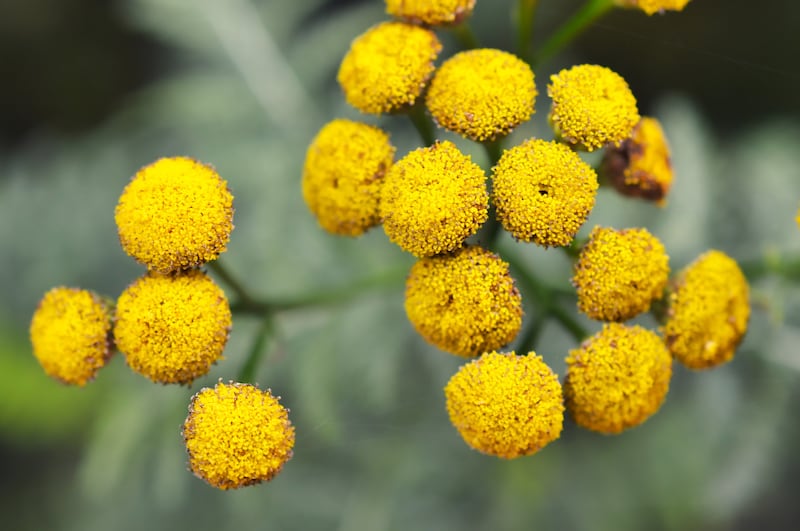 Fiore