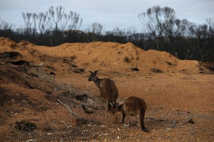 Incendi in Australia, a rischio migliaia di animali 3