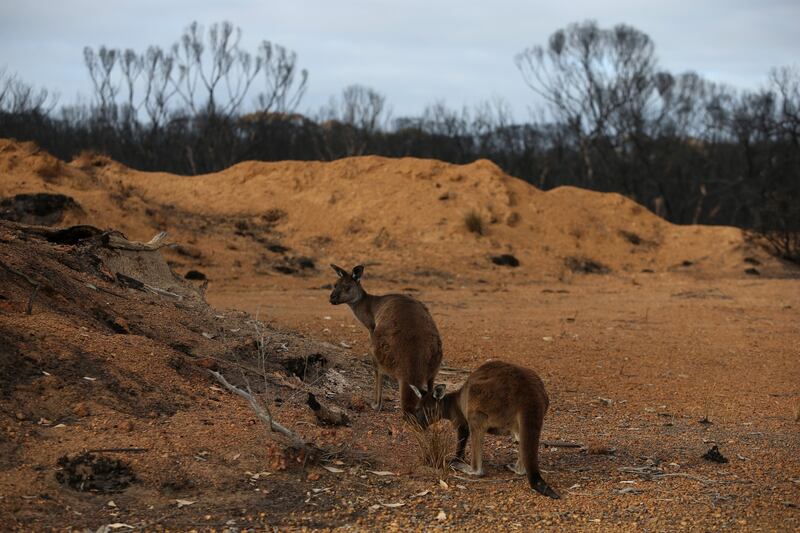 Incendi in Australia, a rischio migliaia di animali 3
