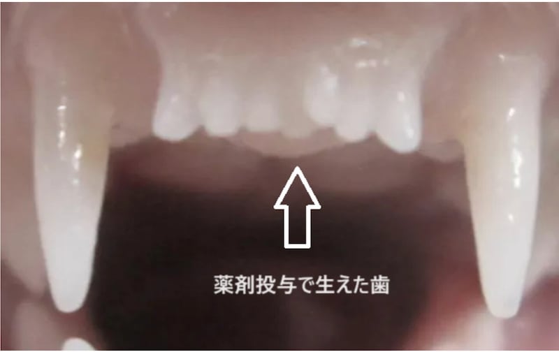 I denti anteriori di un furetto trattato con farmaci per la ricrescita, in una foto fornita dal ricercatore Katsu Takahashi. Il medicinale ha stimolato lo sviluppo di un ulteriore settimo dente (al centro)