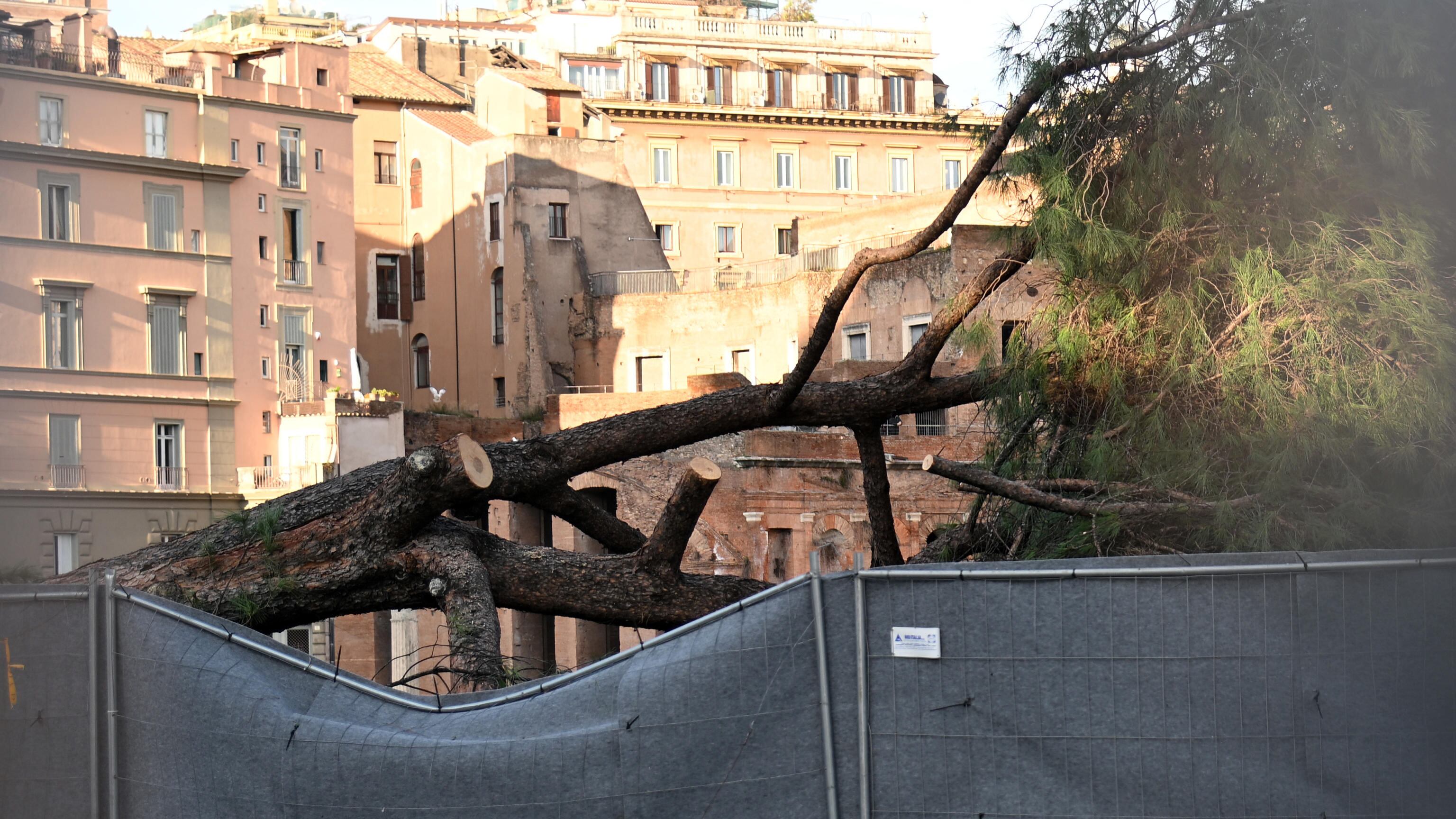 Un pino precipita in via dei Fori Imperiali. Tre feriti, sotto accusa la gestione del verde