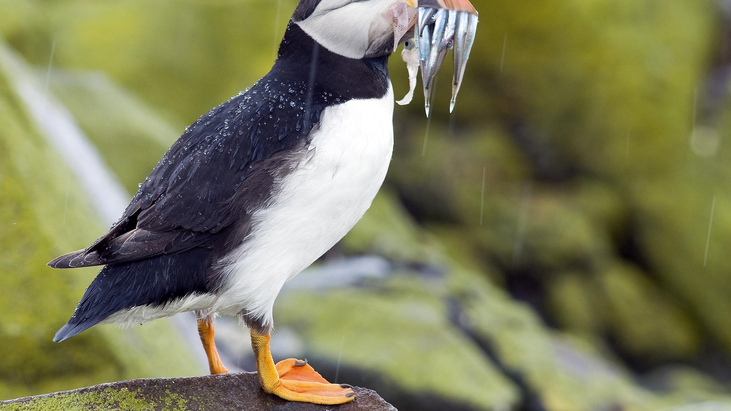 Nikon nel mirino animalista: "Strizza l'occhio ai cacciatori"