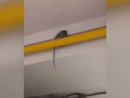 Montecatini, gli alunni filmano un topo nella cucina della scuola e rischiano la sospensione