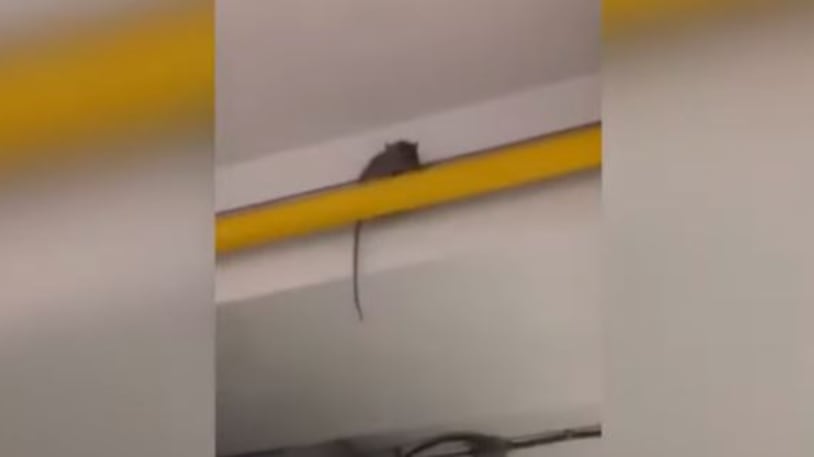 Montecatini, gli alunni filmano un topo nella cucina della scuola e rischiano la sospensione