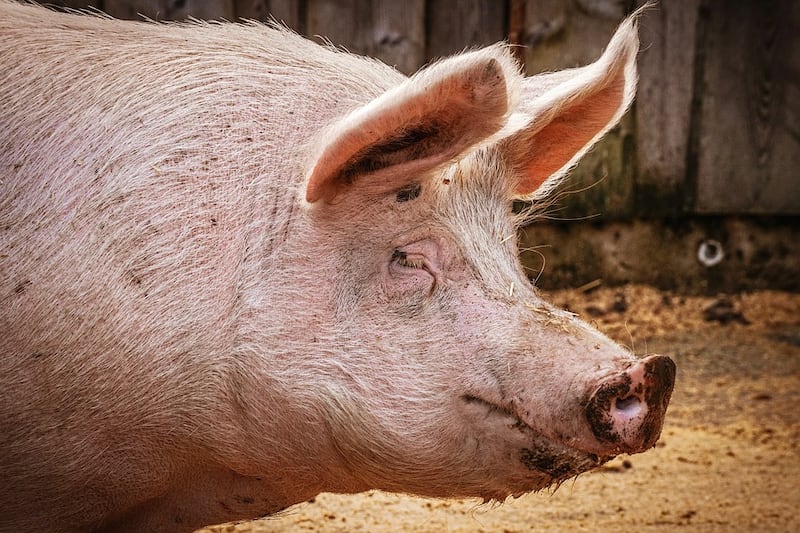 Cina, maiali grandi come orsi per far fronte alla carenza di carne