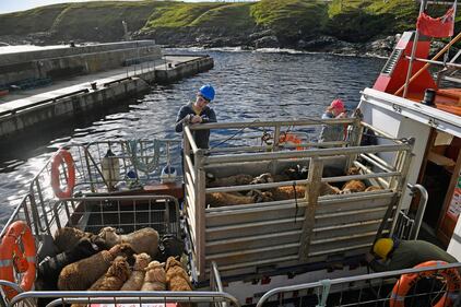Foula, una splendida isola inglese per solo 30 abitanti 30