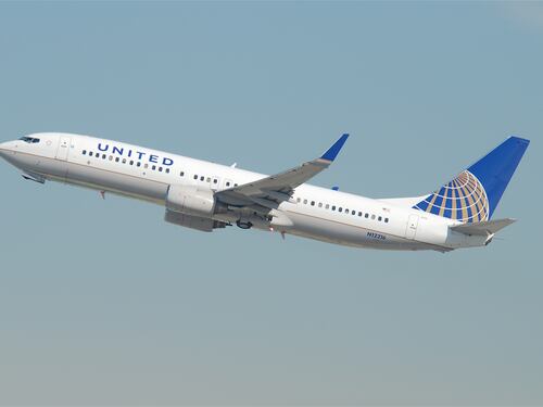 Altro guaio per la United Airlines: è morto in stiva il coniglio gigante