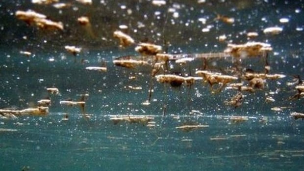 Allarme alga tossica in Puglia: più a rischio la provincia di Bari