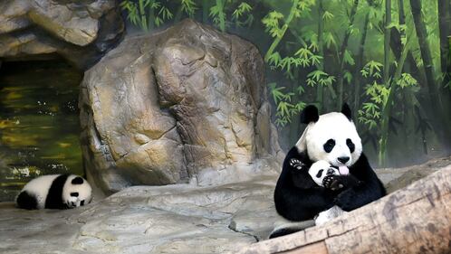 Tre piccoli panda dello Zoo di Guangzhou 3