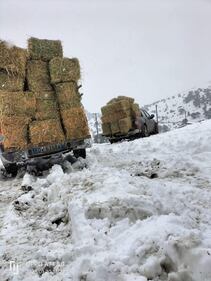 Freddo e neve, in Sardegna si stringe la morsa del gelo 1