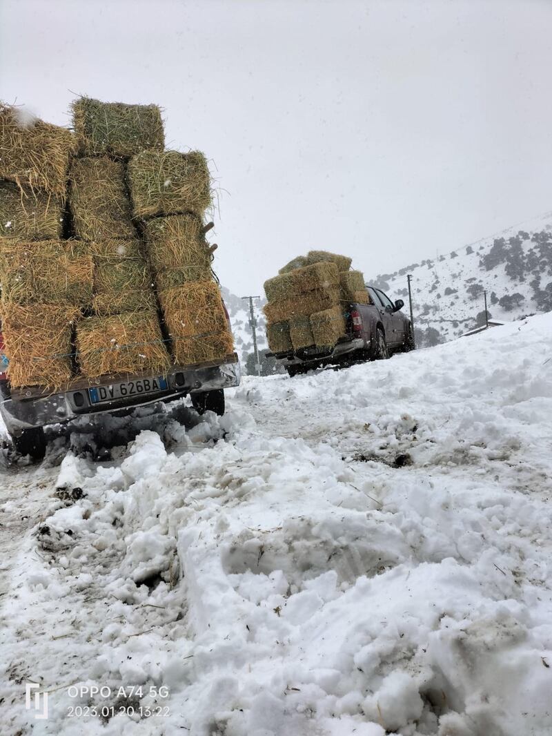Freddo e neve, in Sardegna si stringe la morsa del gelo 1