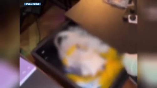 Sgominato il grossista della droga 8
