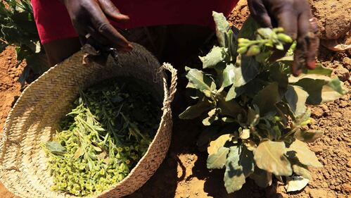 L'industria del tabacco, in Sudan 2
