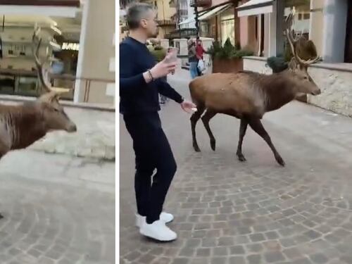 Cervo passeggia nel corso principale: ancora un avvistamento a Cortina d’Ampezzo