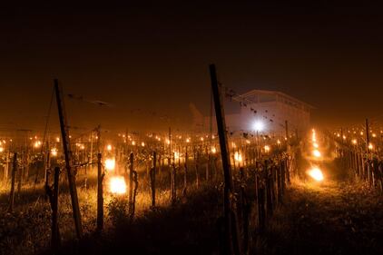 In Svizzera le candele "scaldano" l'uva nei campi 8