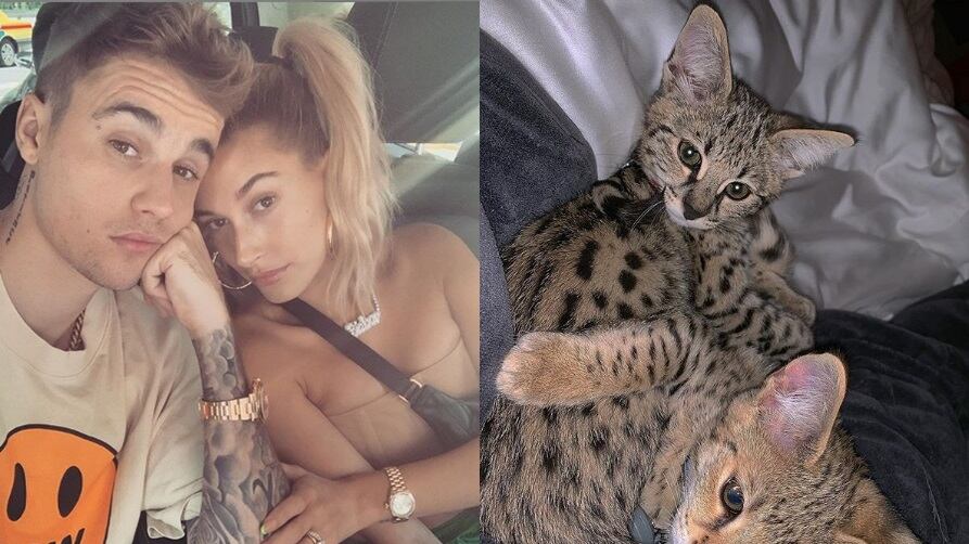 PETA contro Justin Bieber: i suoi gatti costosi sono uno smacco ai randagi