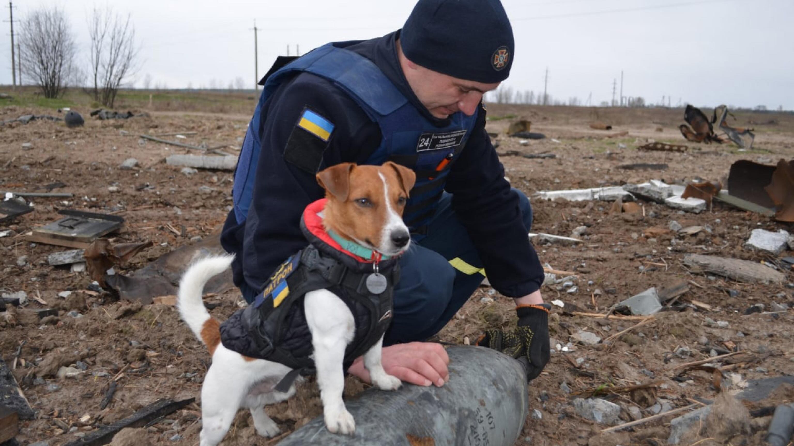 Patron, il cane sminatore che ha già scovato 300 ordigni