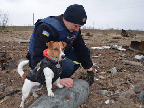 Patron, il cane sminatore che ha già scovato 300 ordigni